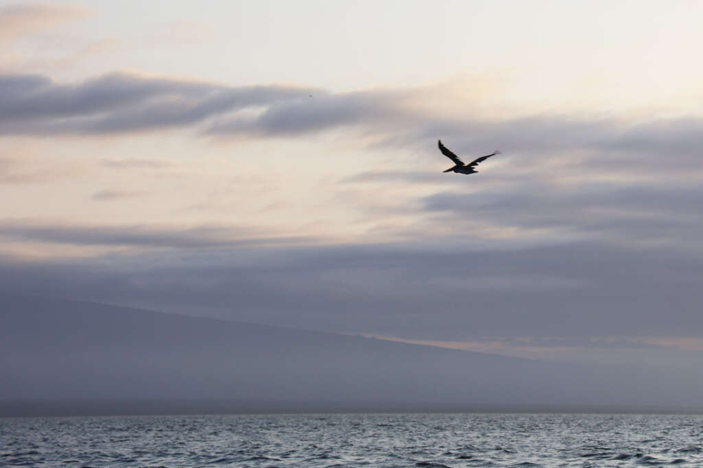 photos of a recent vacation visit to Elizabeth Bay in the Galapagos Islands, home to sea turtles, mangrove trees, penguins