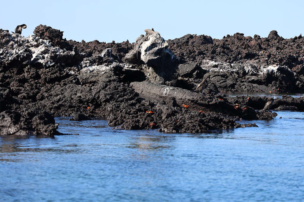 Punta Mangle in the Galapagos Islands