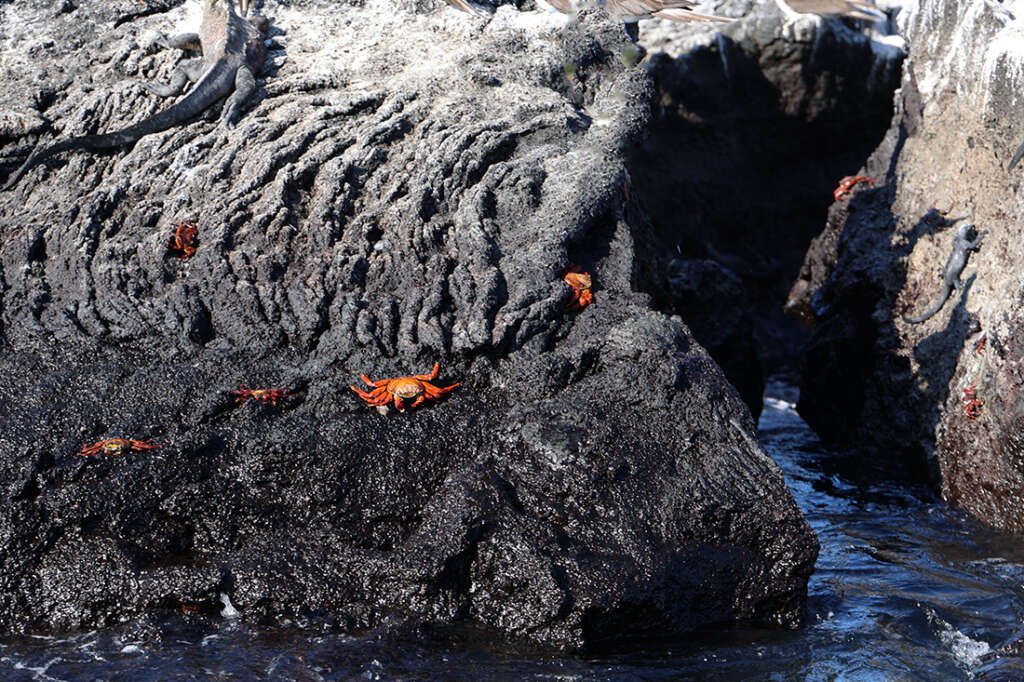 Punta Mangle in the Galapagos Islands