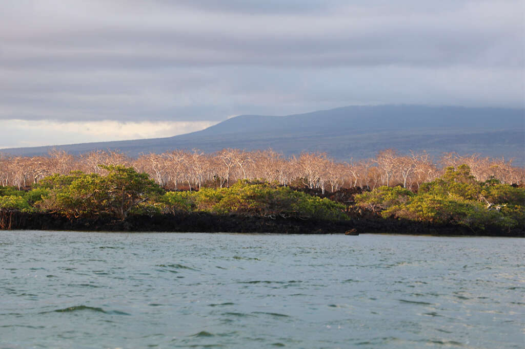 Elizabeth Bay Galapagos Islands