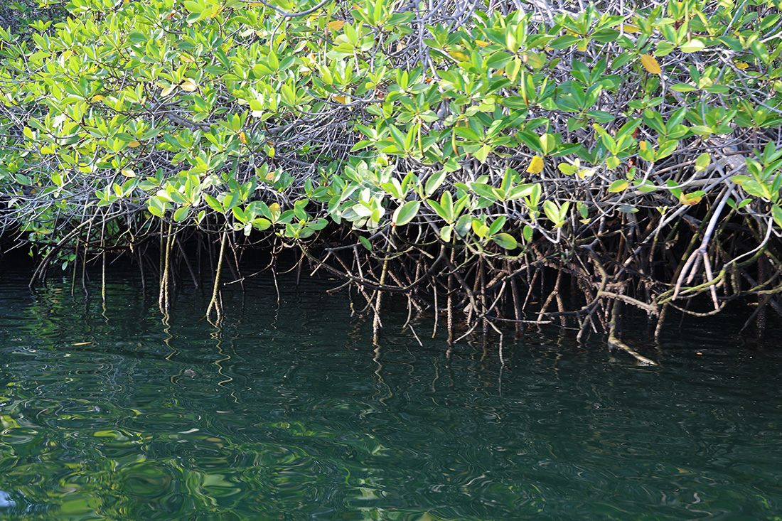Photos of Elizabeth Bay in the Galapagos Islands
