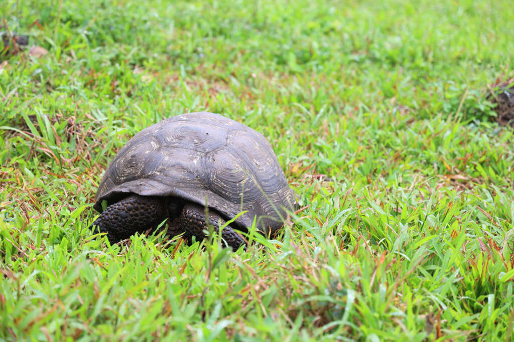 Giant tortoises on Santa Cruz Island in the Galapagos.