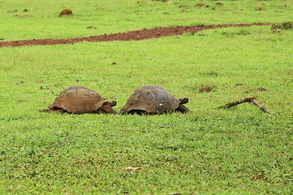 the highlands of Santa Cruz Island in the Galapagos, the best place to see the famous giant tortoises