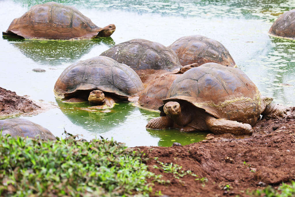 the highlands of Santa Cruz Island in the Galapagos, the best place to see the famous giant tortoises