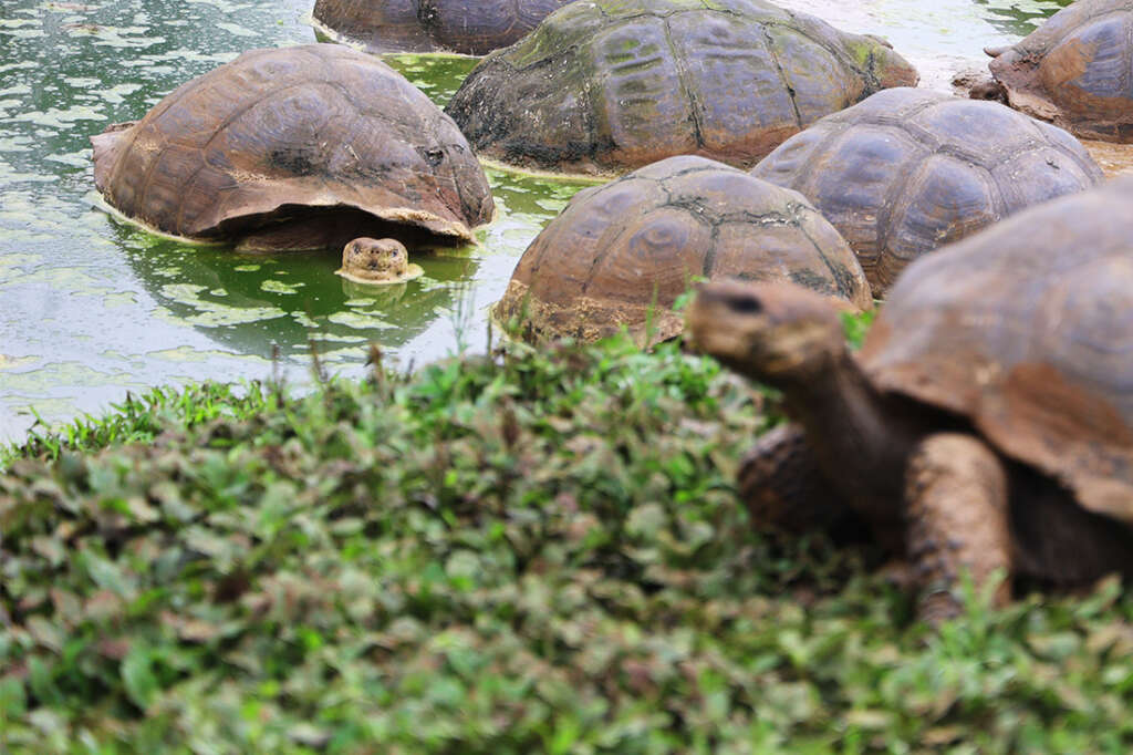 the highlands of Santa Cruz Island in the Galapagos, the best place to see the famous giant tortoises