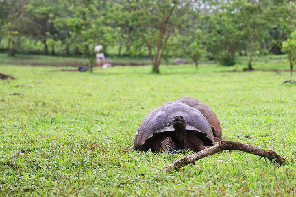 the highlands of Santa Cruz Island in the Galapagos, the best place to see the famous giant tortoises