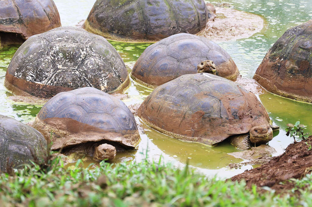the highlands of Santa Cruz Island in the Galapagos, the best place to see the famous giant tortoises