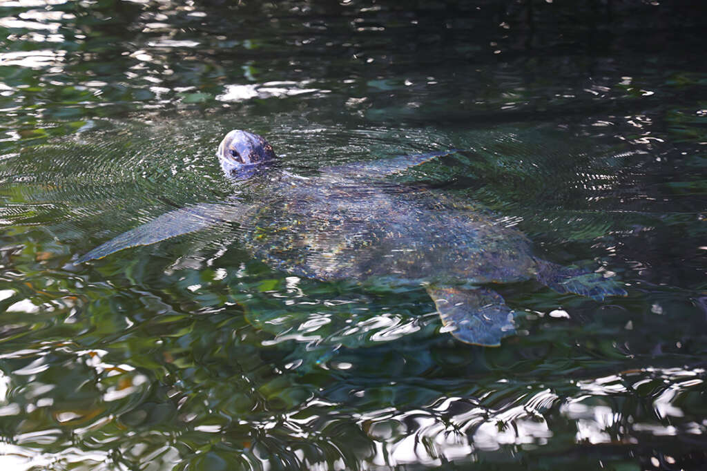 visit to Elizabeth Bay in the Galapagos Islands, home to sea turtles, mangrove trees, penguins and more