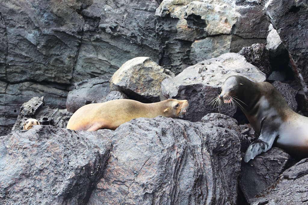 Red-Footed Boobies, Nazca boobies and Galapagos owls