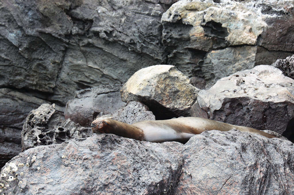 Red-Footed Boobies, Nazca boobies and Galapagos owls