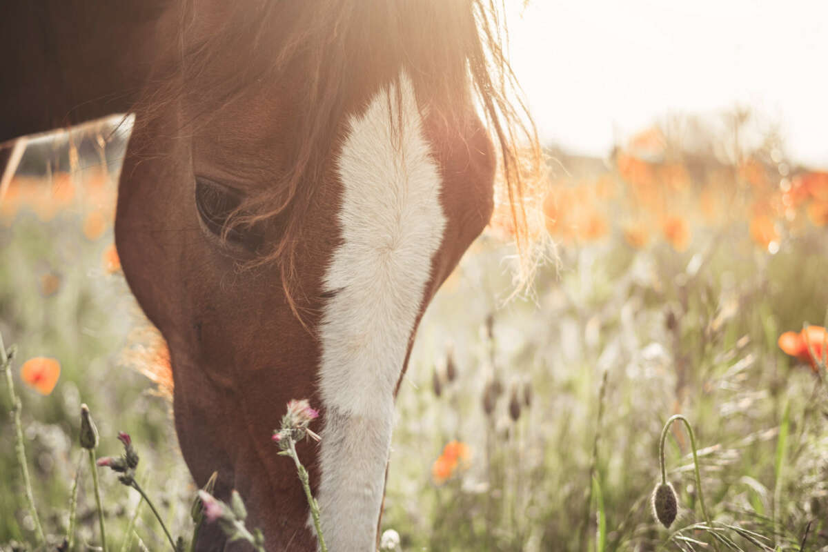 The best dude ranches in America for a luxury vacation inspired by the hit TV show Yellowstone, including Paws Up and Triple Creek Ranch.