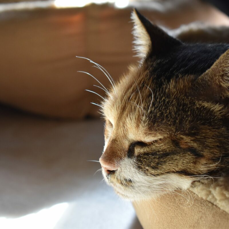 Make your pet care routine more eco-friendly and sustainable with some of the best new green products, toys and furniture for cats and dogs.
