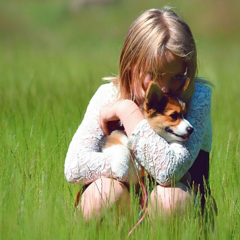 Avoid hot weather hazards and make summer safe and fun for your dog with expert tips and tools, including toys, pools