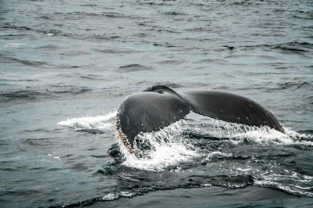 best places on the East Coast to go whale watching