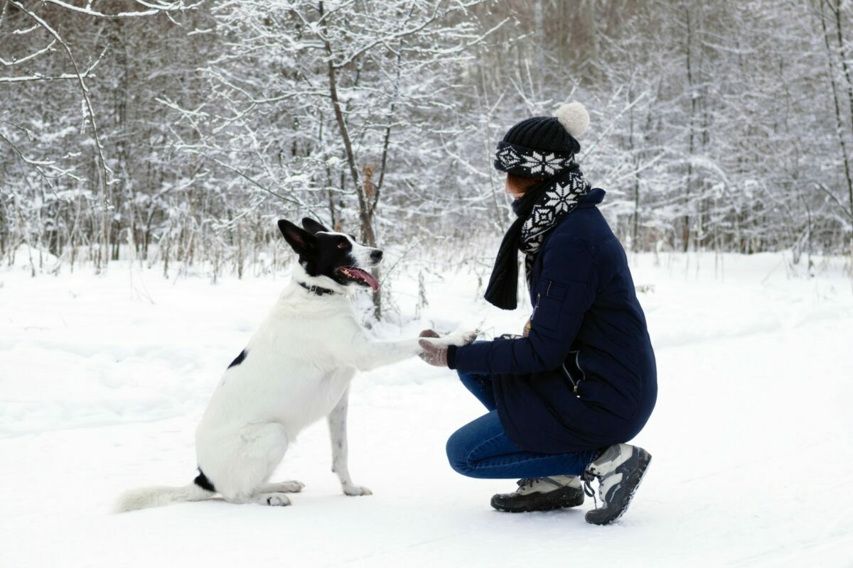 Top luxury hotels in the United States, including NYC and Hawaii, that are dog friendly and perfect for family vacations with pets.