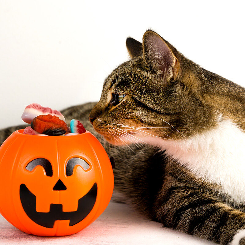Halloween treats for dogs and cats