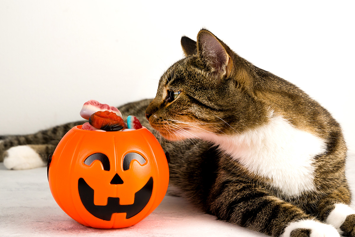 Halloween treats for dogs and cats
