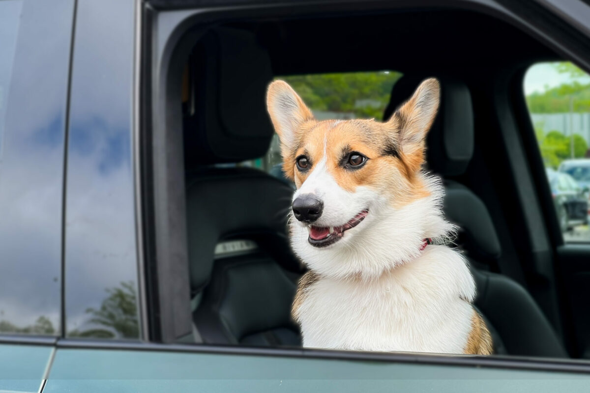 Images from our limited edition 2024 wall calendar of our Pembroke Welsh Corgi dog.