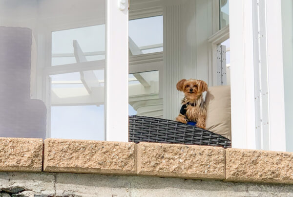 Small dog resting peacefully on a cushioned window seat at twilight in a serene, luxurious home