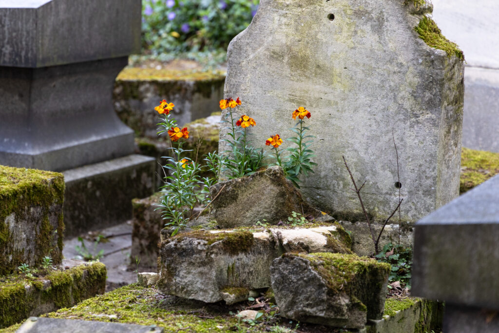 Orange spring flowers growing beside moss-covered gravestones at Père Lachaise Cemetery in Paris.