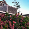 Black family in Oak Bluffs on Martha’s Vineyard beside hydrangeas and a shingled house.