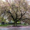 Cherry tree in bloom at Green-Wood Cemetery in Brooklyn during spring rain, with fallen pink petals, wet path, green grass, and gravestones.
