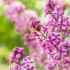 Pink and purple lilacs in bloom at the New York Botanical Garden in spring, photographed by Pamela Thomas-Graham for Dandelion Chandelier.