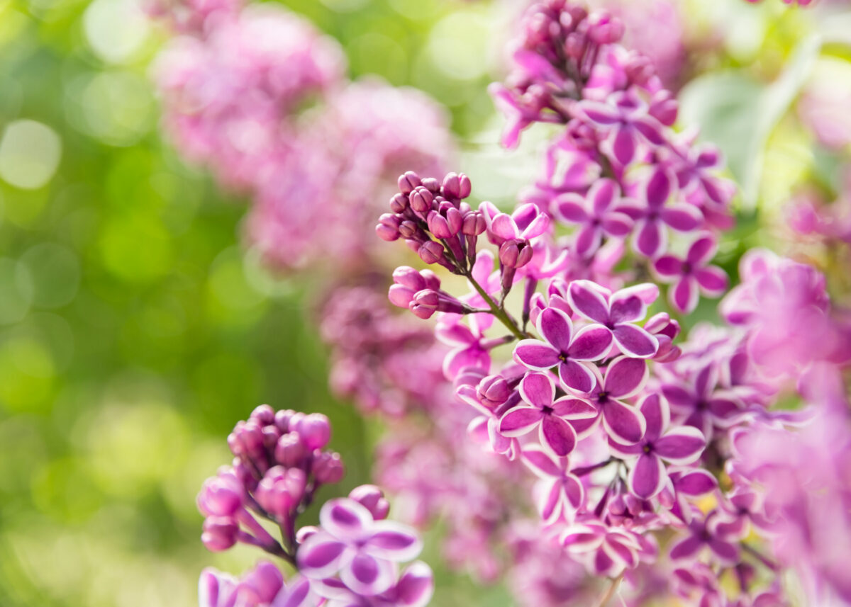 Pink and purple lilacs in bloom at the New York Botanical Garden in spring, photographed by Pamela Thomas-Graham for Dandelion Chandelier.