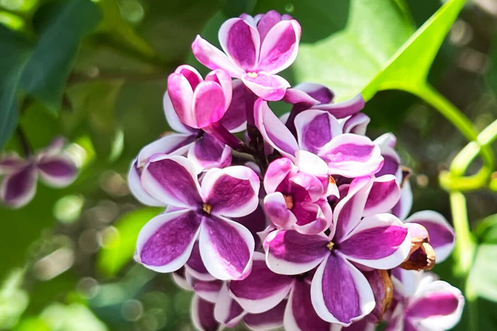 Pink and purple lilacs in bloom at the New York Botanical Garden in spring, photographed by Pamela Thomas-Graham for Dandelion Chandelier.