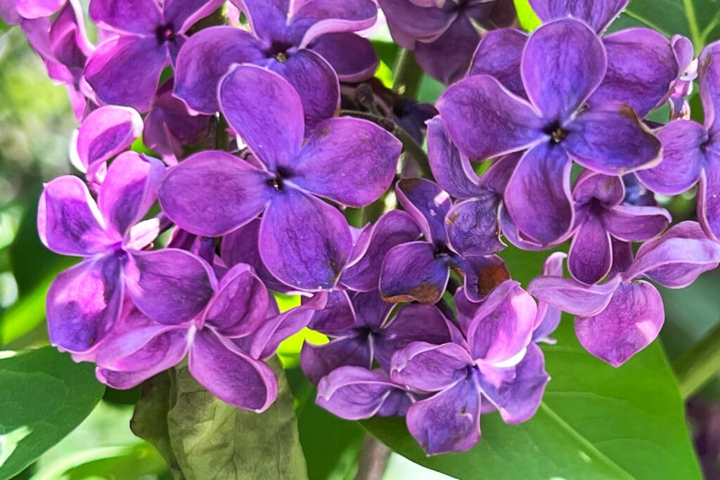 Close-up of saturated purple lilac blossoms at the New York Botanical Garden during spring bloom season.
