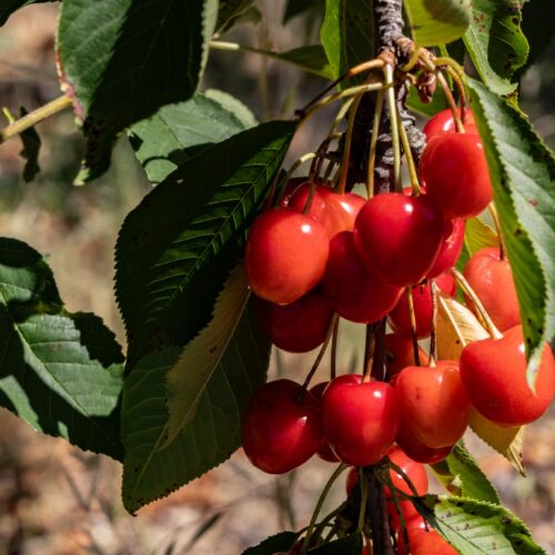 Red cherries ripening on a leafy spring garden tree, lead image for Dandelion Chandelier guide to garden-inspired scented candles.
