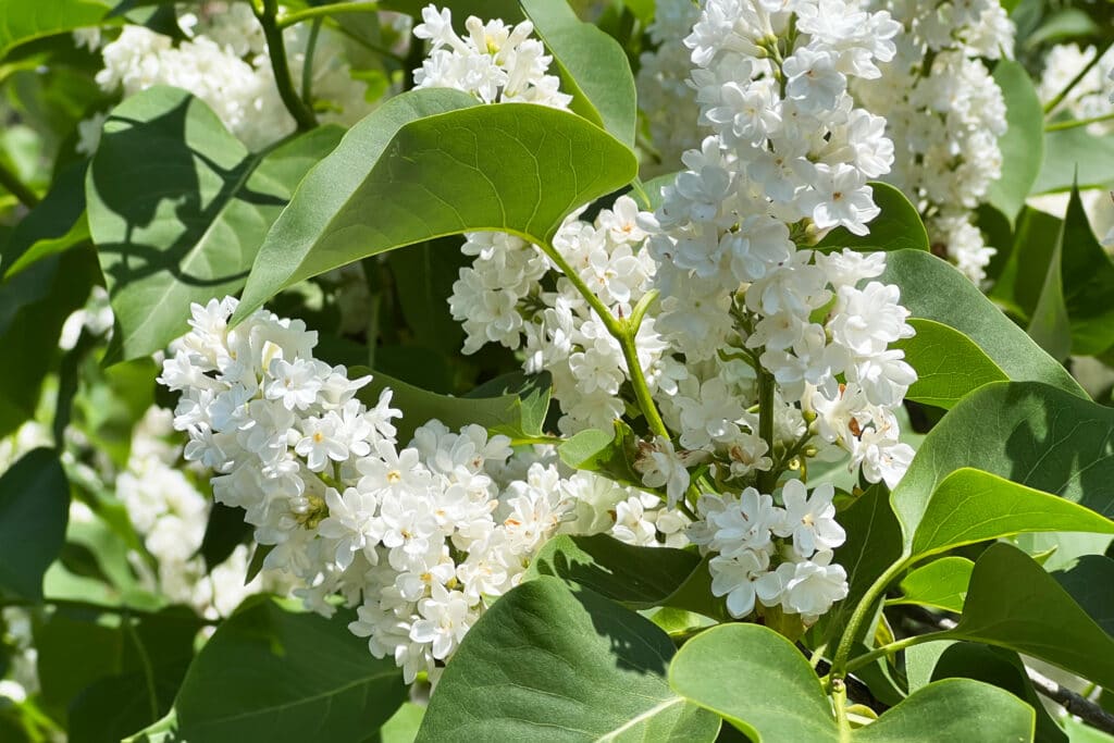 White lilacs with green leaves blooming at the New York Botanical Garden in spring.