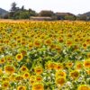 Wide sunflower field in Provence in August for Dandelion Chandelier’s late-summer reading list.