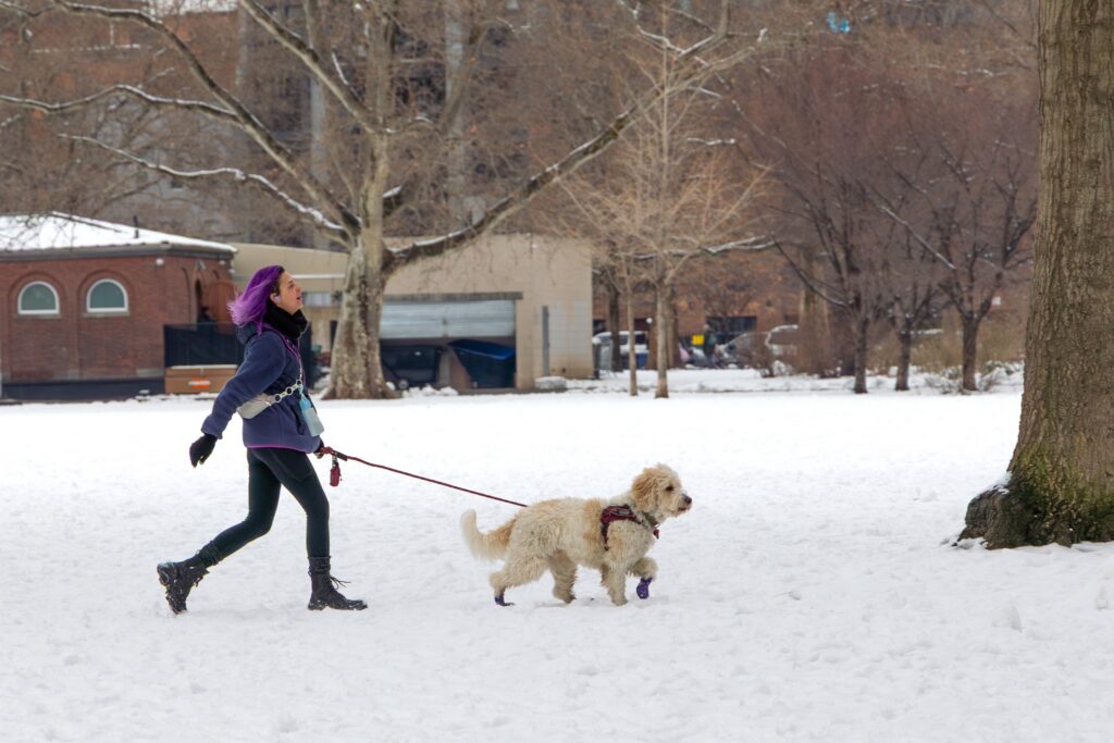 Woman with vivid purple hair walking a dog in a snowy New York park, showing how one unexpected color changes a winter scene.