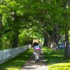 Cyclist riding beneath green trees in early summer light for Dandelion Chandelier’s June reading list.