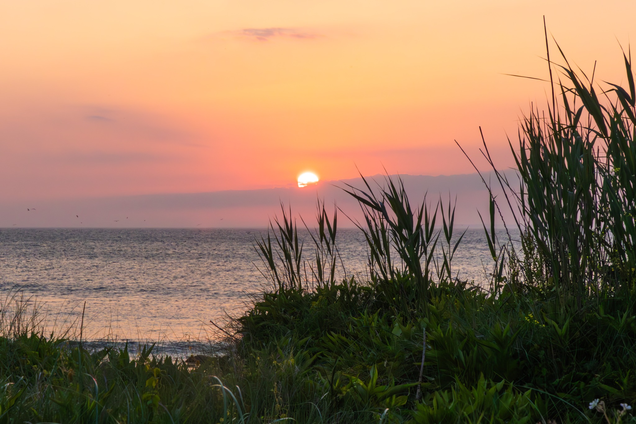 Beach grasses frame a rose-and-gold summer sunset over the ocean for Dandelion Chandelier's Summer 2026 Guide