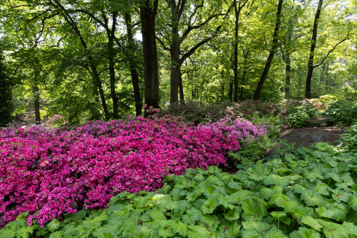 Pink azaleas blooming in the Maureen K. Chilton Azalea Garden at the New York Botanical Garden in spring, photographed by Pamela Thomas-Graham.
