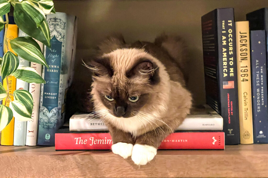 Long-haired cat resting on books inside a built-in bookshelf in an original photograph by Pamela Thomas-Graham.