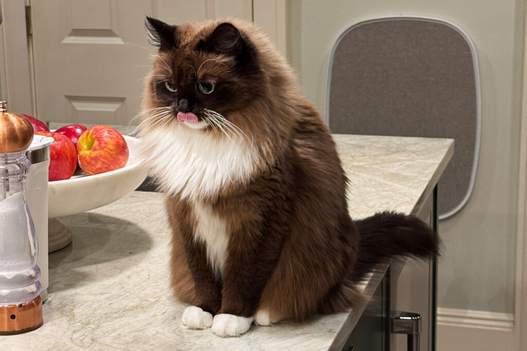 Long-haired brown and white cat licking her lips beside a bowl of red apples on a kitchen counter.