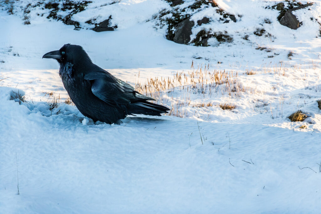 Black raven standing in fresh snow in Iceland, illustrating Hemlock Ink in a luxury gift edit inspired by twilight colors.