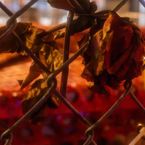 Dark red rose shifting from garnet and rust to black cherry in warm lamplight, photographed by Pamela Thomas-Graham.